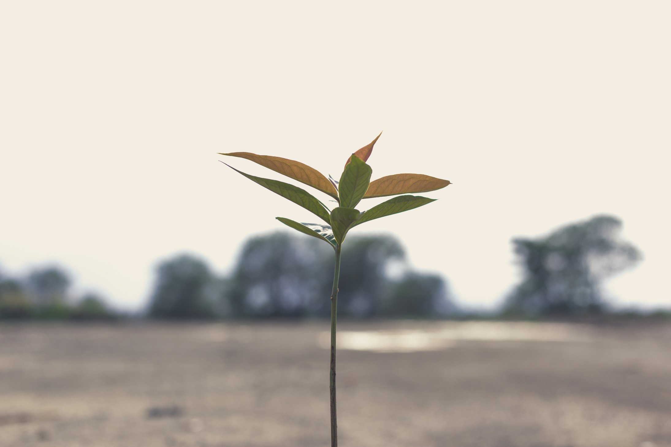 Plant Growing Out on the Soil